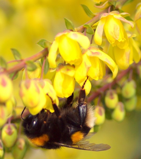 Apidae Bombus